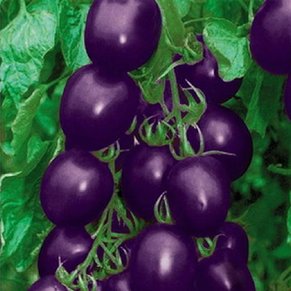 20pcs Purple Cherry Tomato Seeds